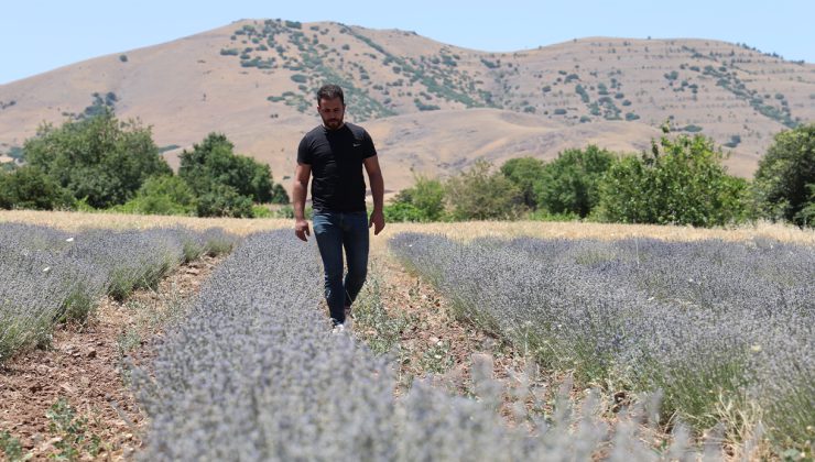 İnternette görüp bir hevesle başladılar, lavanta üreticisi oldular