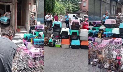 İstanbul’da akıl almaz olay: Sözde hayvansever kadın 85 kediyi ölüme terk etti